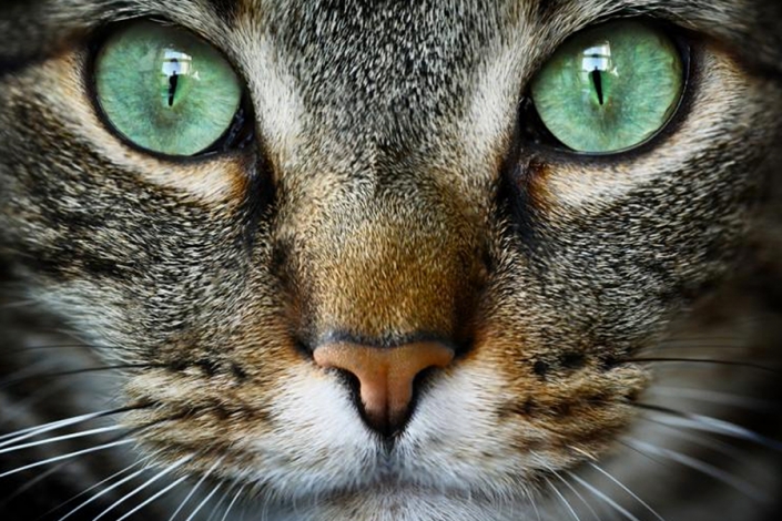 Con Felifat™, gatos sanos siempre. Con Felifat™, gatos sanos siempre.
