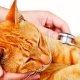 Con Felifat™, gatos sanos siempre.