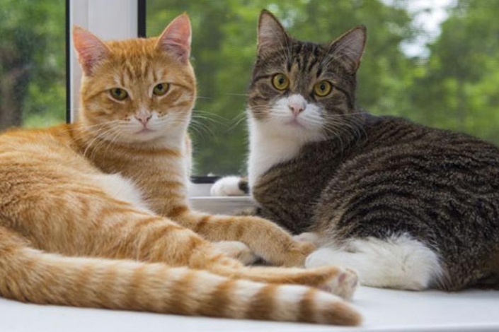 hipertiroidismo felino hipertiroidismo felino