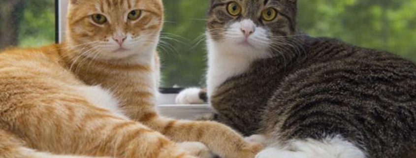 hipertiroidismo felino