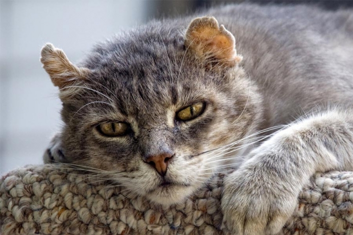 Gato ansiano Gato ansiano