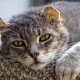 Gato ansiano