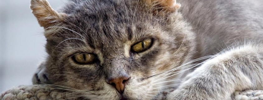 Gato ansiano