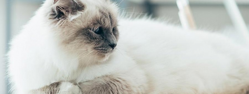 Anorexia Felina