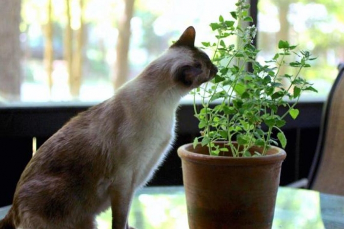 Cuidado! Intoxicar a tu gato Cuidado! Intoxicar a tu gato