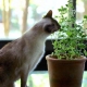 Cuidado! Intoxicar a tu gato