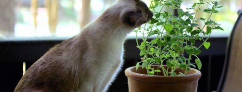 Cuidado! Intoxicar a tu gato