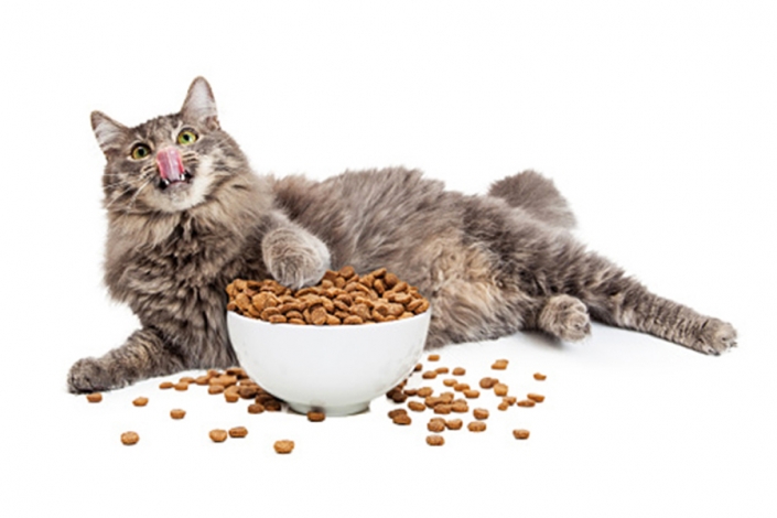 Dieta para tu gato Dieta para tu gato