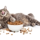 Dieta para tu gato