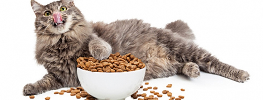 Dieta para tu gato