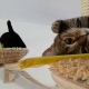 Con Felifat™, gatos sanos siempre.