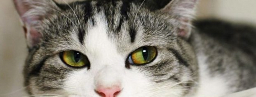 Con Felifat™, gatos sanos siempre.