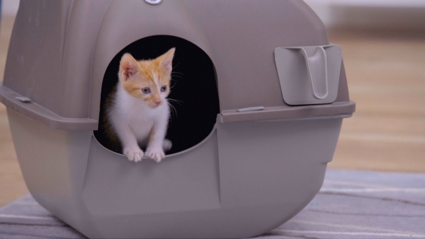 Cat Litter Box Cat Litter Box